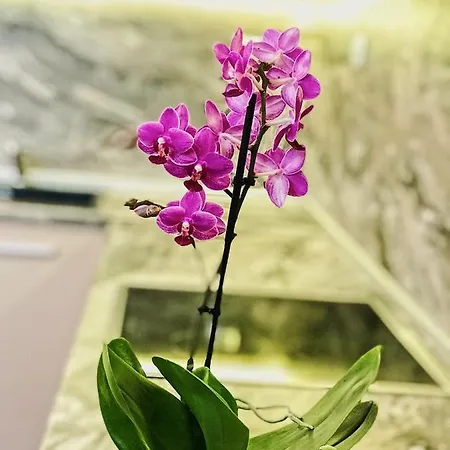 Spacious And Bright Maisonette Center Варна