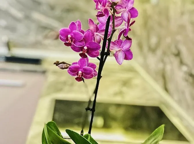 Spacious And Bright Maisonette Center Varna